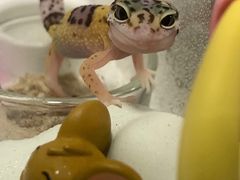 -酷以爬仙阁实体爬宠店·守宫·蜥蜴·专业繁育