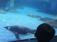 -海合安武汉极地海洋公园