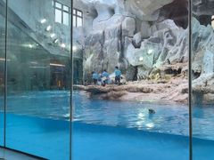 -帝企鹅自助餐厅•儿童岛•真企鹅(长隆企鹅酒店)