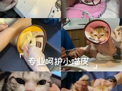 -御宝贝·A梦猫科宠物医院(国际猫友好医院)