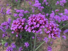 紫海香堤香草艺术庄园-紫海香堤香草艺术庄园