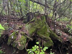 -五营红松林海景区