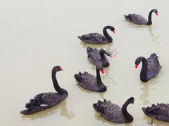 -池杉湖湿地公园