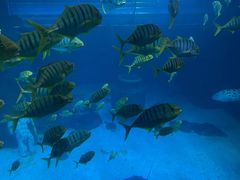 -太平洋海底世界