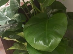 -四川饭店(长白店)