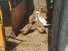 -南汇老顾农家乐采摘大团水蜜桃采摘店