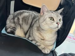 -瑞派康怡24h宠物医院·犬猫医疗中心·微创绝育(瑞景分院)