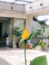 -罗亚帝·NASHOW纳秀形象设计