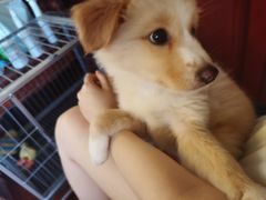 -艾吉宠物医院·疑难杂症转诊中心·猫友好(碧江路院)