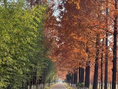 -黄海国家森林公园