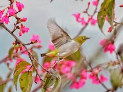 -深圳市中科院仙湖植物园
