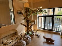 -唐小姐の私宠·宠物洗护美容·撸猫馆·购宠(周浦万达旗舰店)