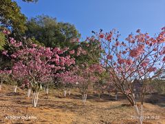 -神光山国家森林公园