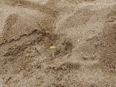 -那香海钻石沙滩浴场