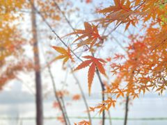 -莫愁湖公园