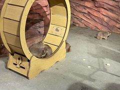 -正佳雨林生态植物园