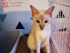 -Cappucimeow猫咪咖啡馆(韦伯时代店)