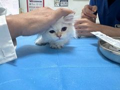 -宠福鑫动物医院(望京分院)