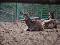 -青藏高原野生动物园
