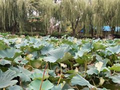 -团结湖公园