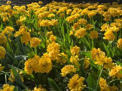 -洛阳郁金香牡丹园