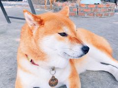 -柴犬高等学院·狗咖·柴犬售卖·宠物训练