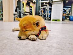 -Nirvana fitness私教健身工作室(古城店)
