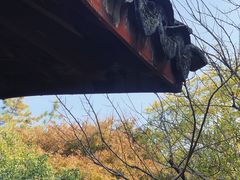 -秋霞圃
