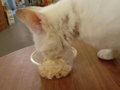 -猫色咖啡·猫咖