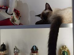 -喵园·猫主题咖啡厅·撸猫·猫咖(国贸店)