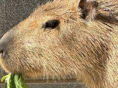 -合肥野生动物园