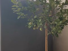 -丘大叔柠檬茶(来福士广场分店)