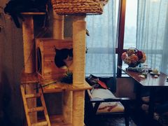 大堂-共舞时光猫咖·狗咖(新街口店)