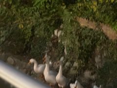 -丽泽山庄·生态怀柔菜·虹鳟鱼(红螺寺店)