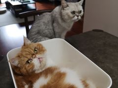 -关爱宠物医院·猫科中心·消化科(滨湖万达分院)