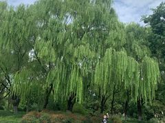 -昆山城市生态森林公园