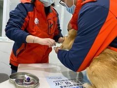 -伟伟宠物医院·CT影像中心·瑞派犬猫综合性门诊(汉口总院)