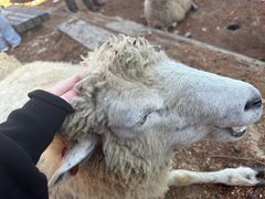 -神户市立六甲山牧场