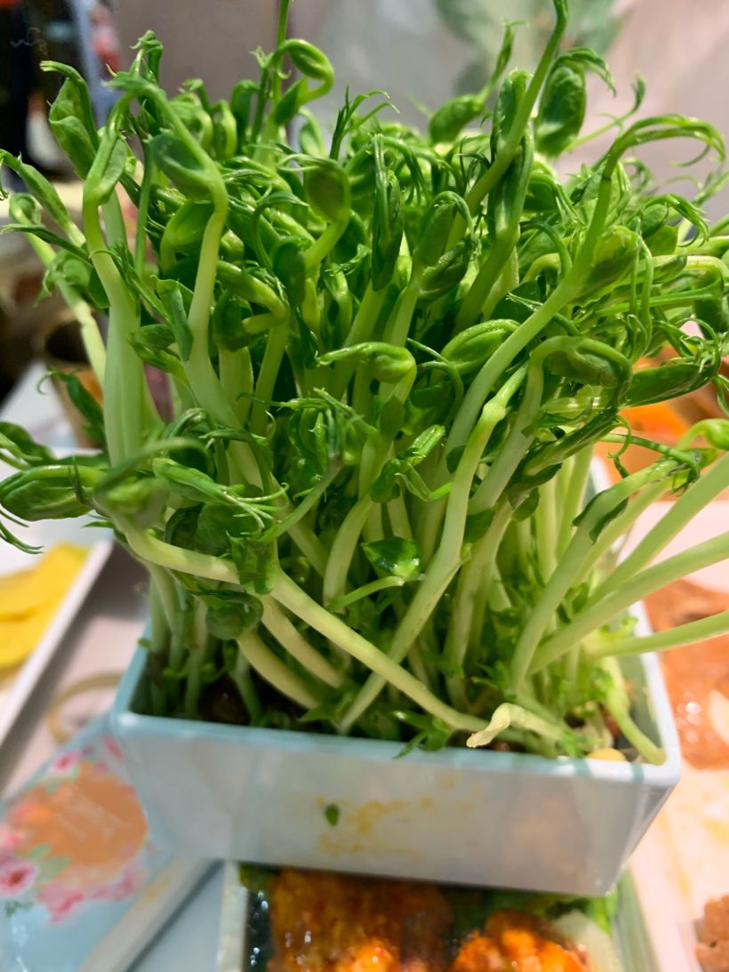 绿色豆芽菜 健康美味无公害纯绿色食品 营养健康均衡 很少少见 口感滑