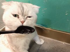 -飞行喵MR PILOT|猫舍·猫咖(静安大融城店)