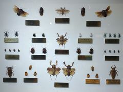 -上海昆虫博物馆