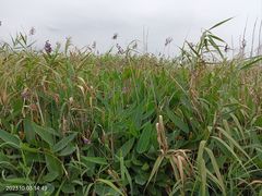 -宁波杭州湾国家湿地公园