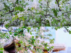 -海棠花溪(元大都城垣遗址公园)