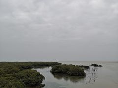 -北海金海湾红树林生态旅游区