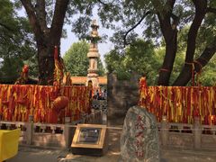 -大槐树寻根祭祖园
