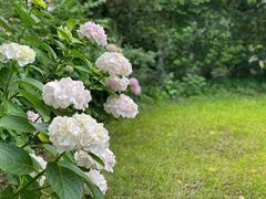 -上海共青森林公园