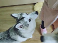-Husky Go! 哈士奇体验馆·宠物咖啡厅狗咖