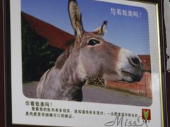 王胖子2-王胖子驴肉火烧(鼓楼店)