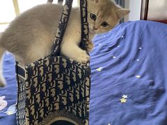 -猫大福·Fortune Cat猫舍(百子湾店)