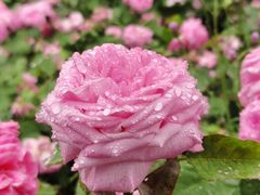 -利顺德大饭店·水岸中餐厅(小白楼店)